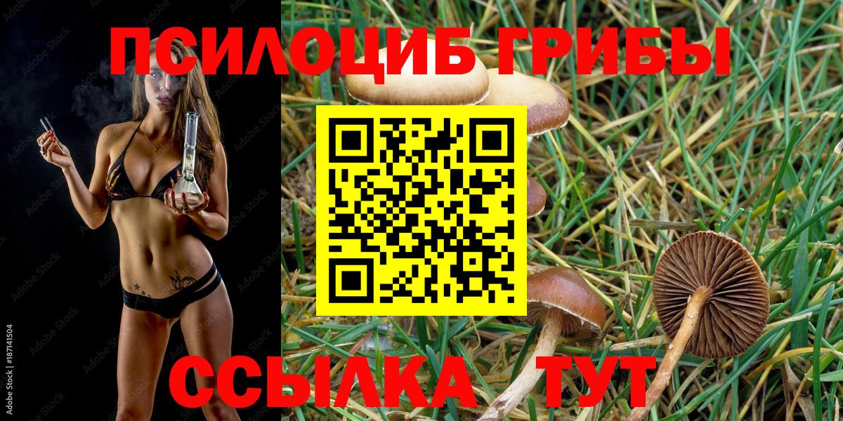 Псилоцибиновые грибы Cubensis Богородск